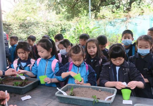 小一的同學在九龍公園進行種植活動。